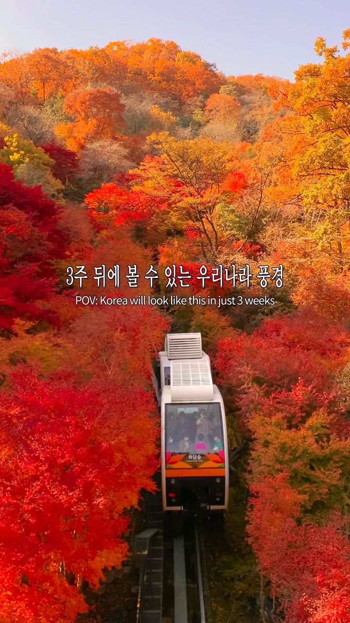 Hwadam Botanic Garden's Autumn Foliage Views