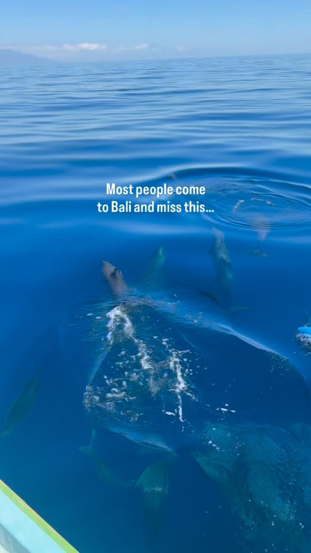 Dolphin Watching Experience In North Bali