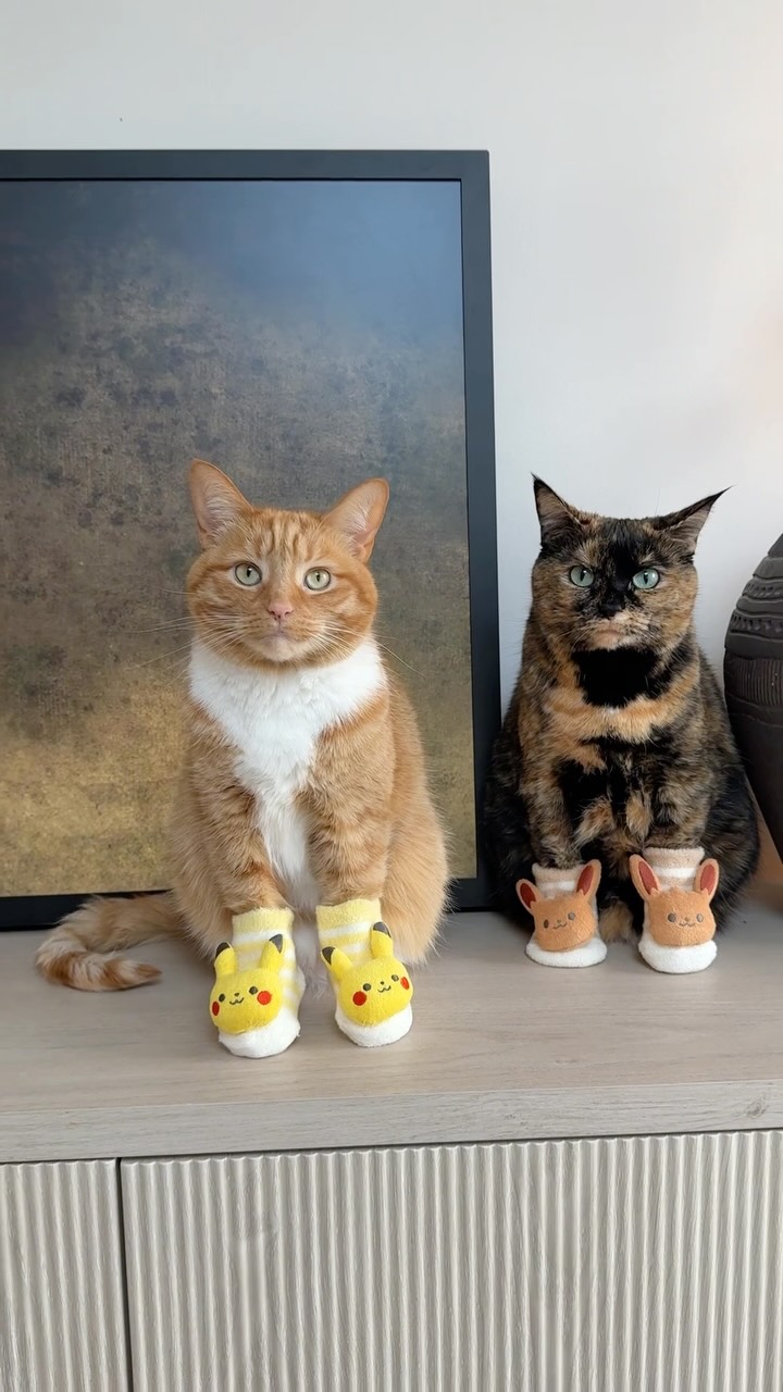 Pokémon Center Cat Socks Feature Pikachu