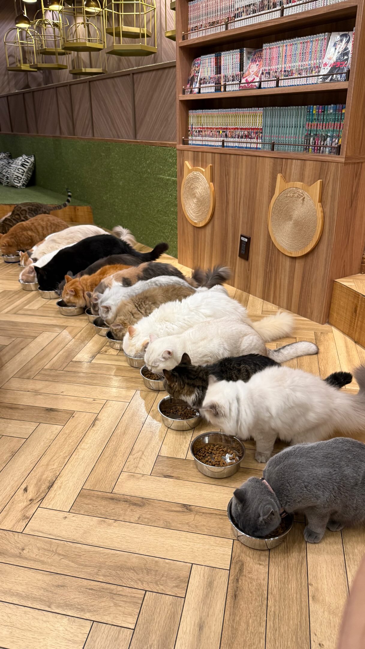 Japanese Cat Cafe Offers Workstations and Relaxation