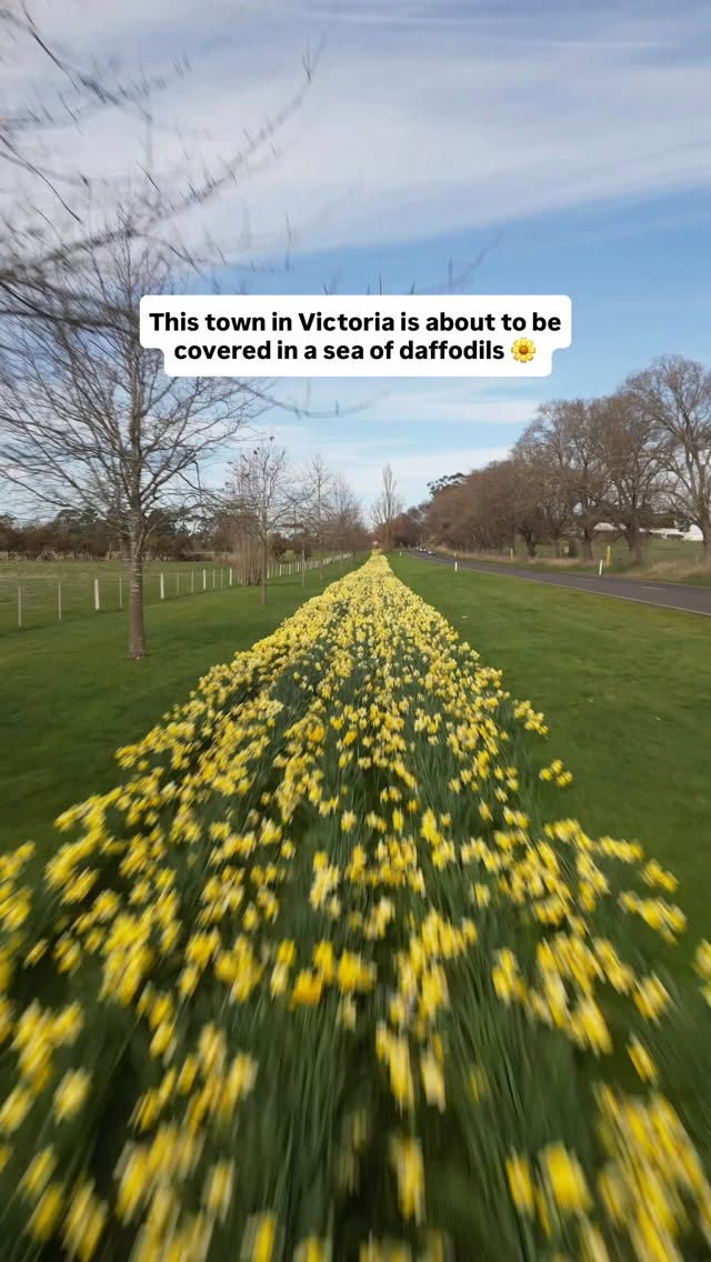 Daffodils Bloom at Kyneton Arts Festival