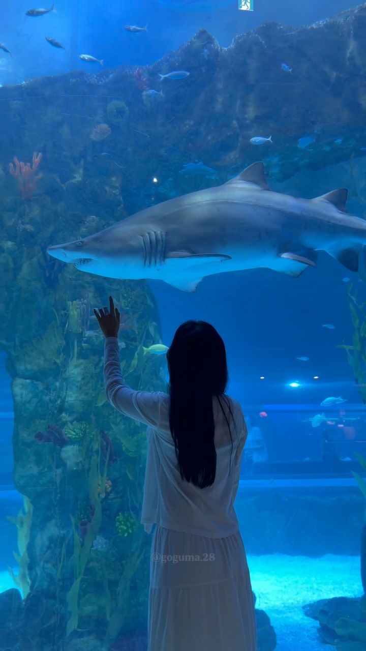 Lotte World Aquarium's Underwater Wonders