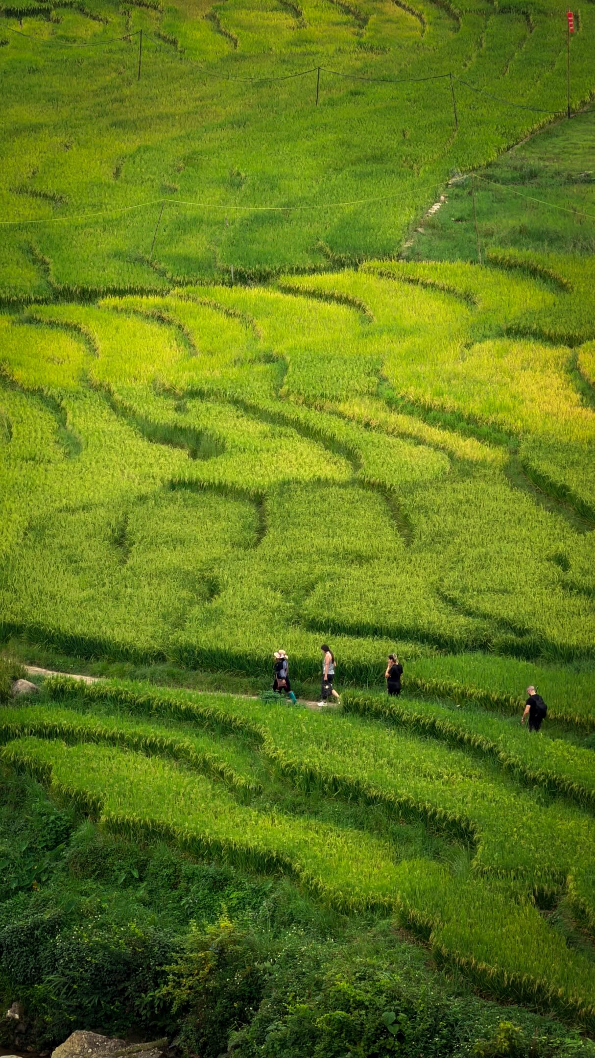 Trek Through Sapa's Rice Terraces and Villages