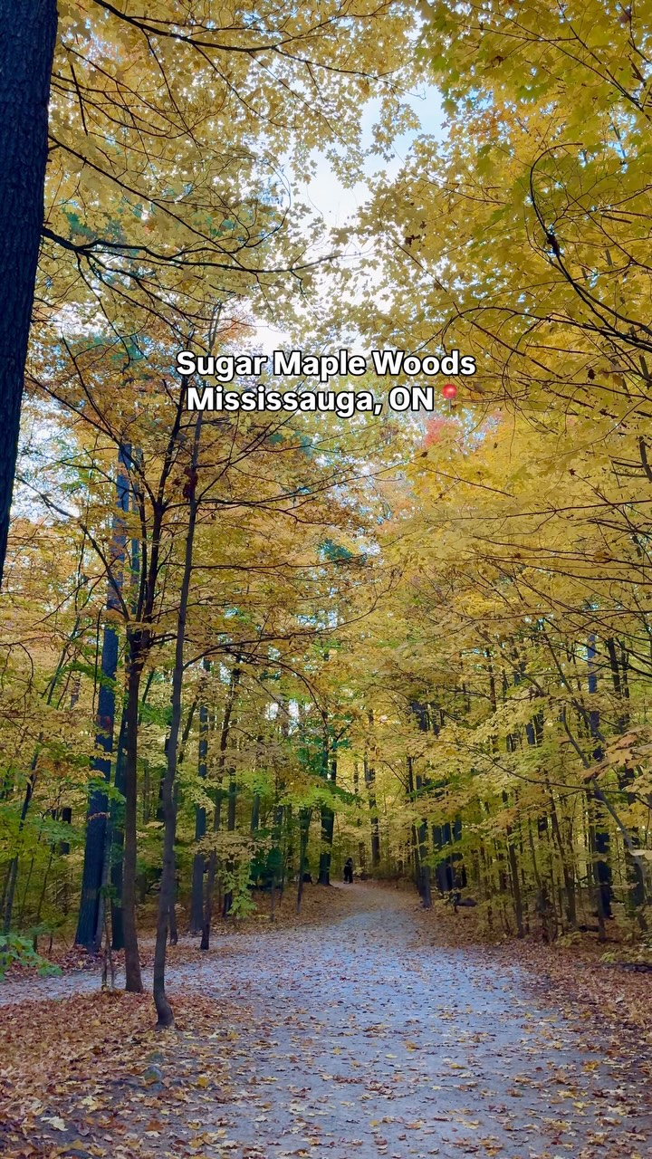 Sugar Maple Woods: Mississauga's Hidden Fall Gem