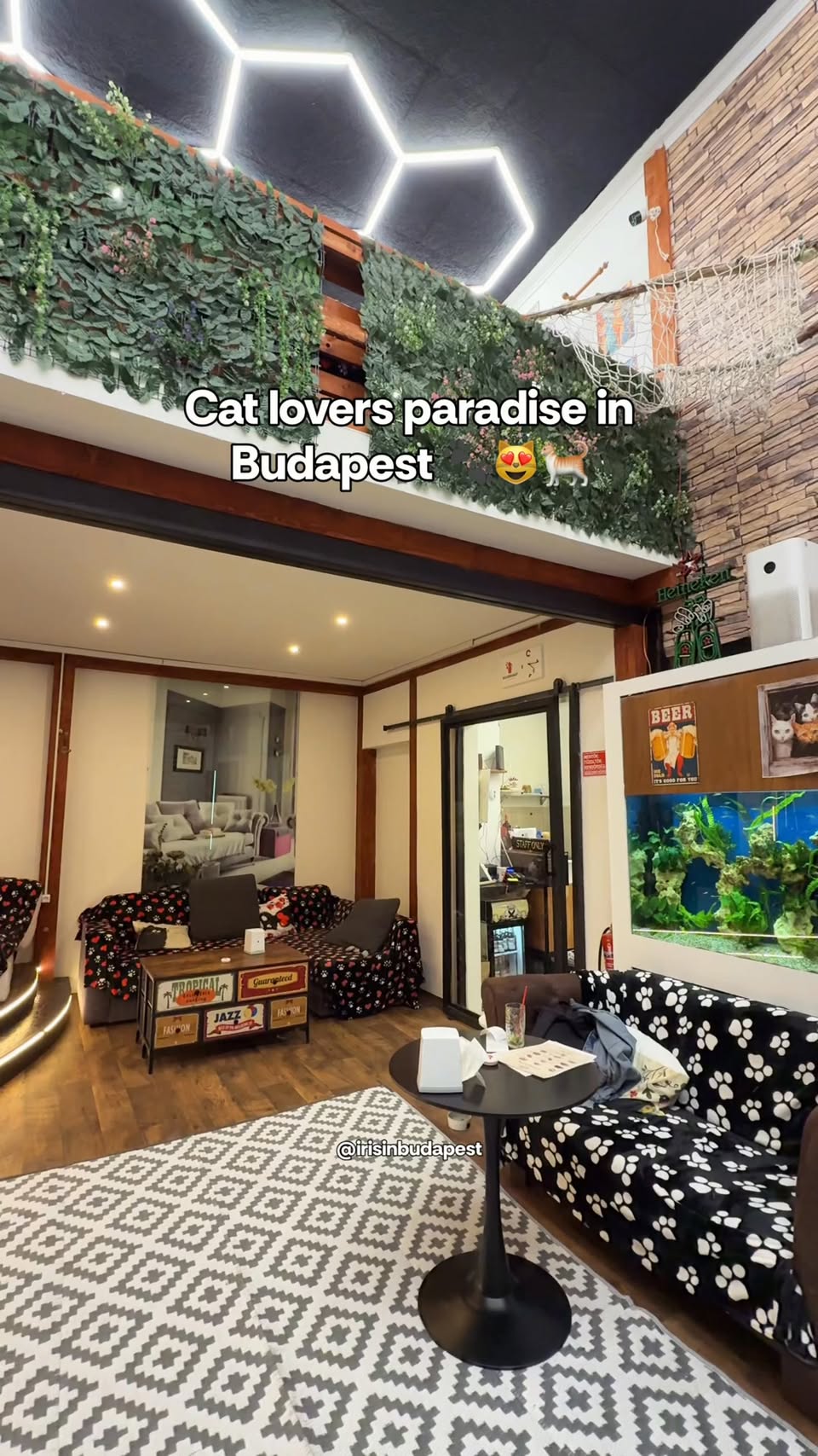 Budapest Cat Café Offers Relaxing Feline Encounters