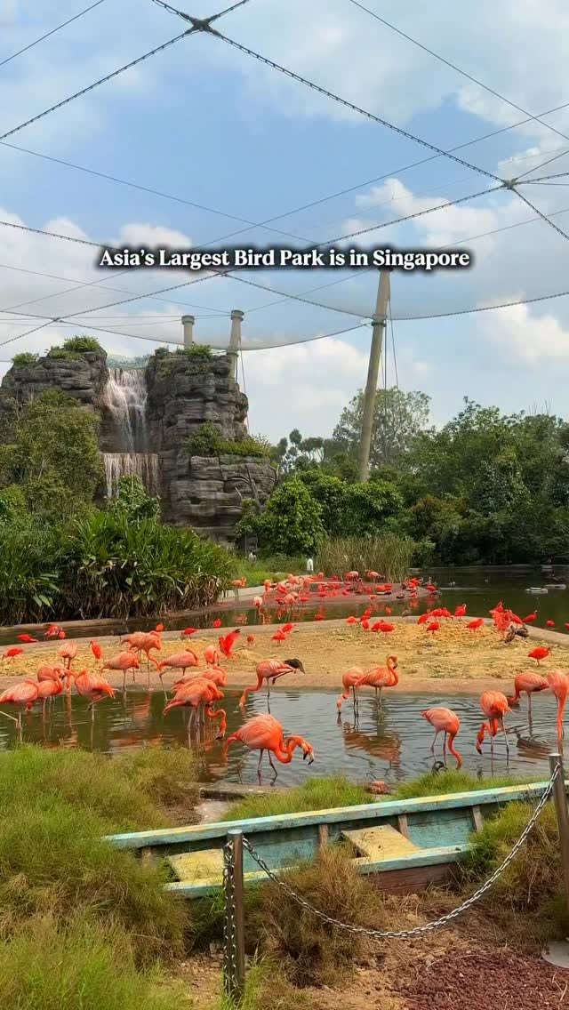Immersive Bird Park Experience In Singapore