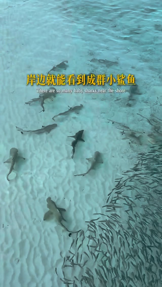 Island Paradise With White Sand Beaches And Marine Life