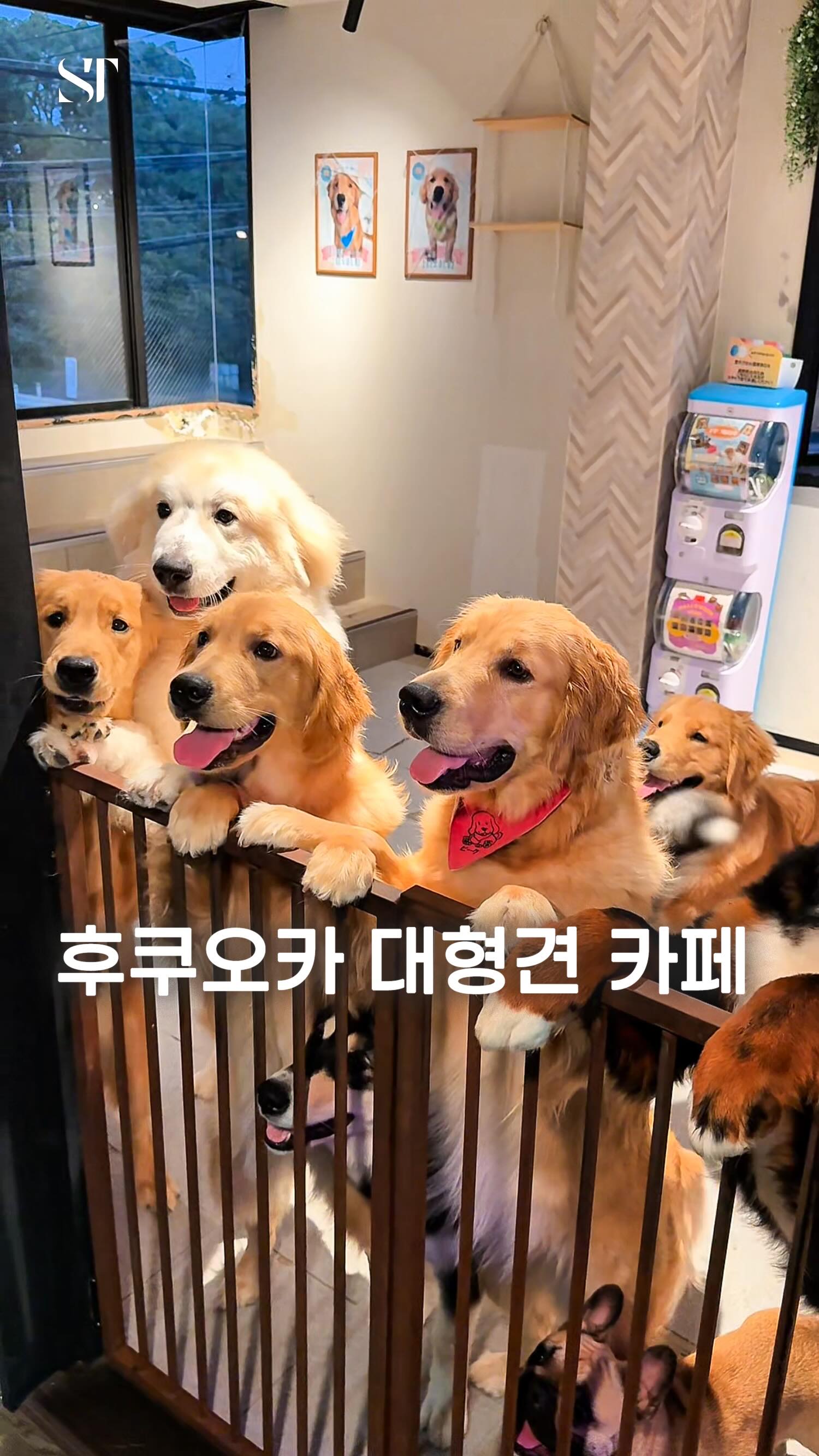 Fukuoka's Largest Cafe for Large, Friendly Dogs
