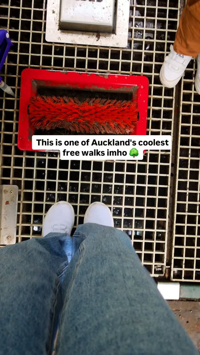 Auckland Treetop Walk Through Native Forest