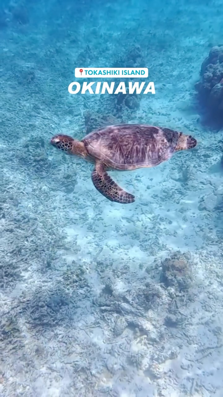 Tokashiki Island: Okinawa's Snorkeling Paradise