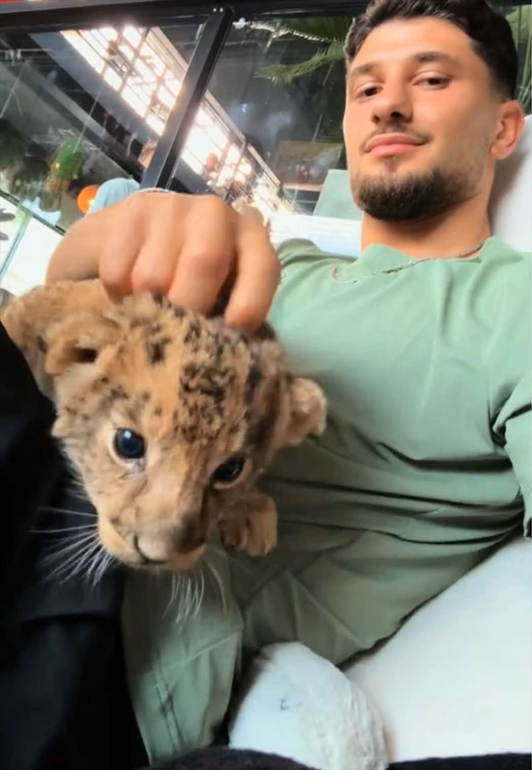 Phuket Cafe Features Lion Cub Interaction