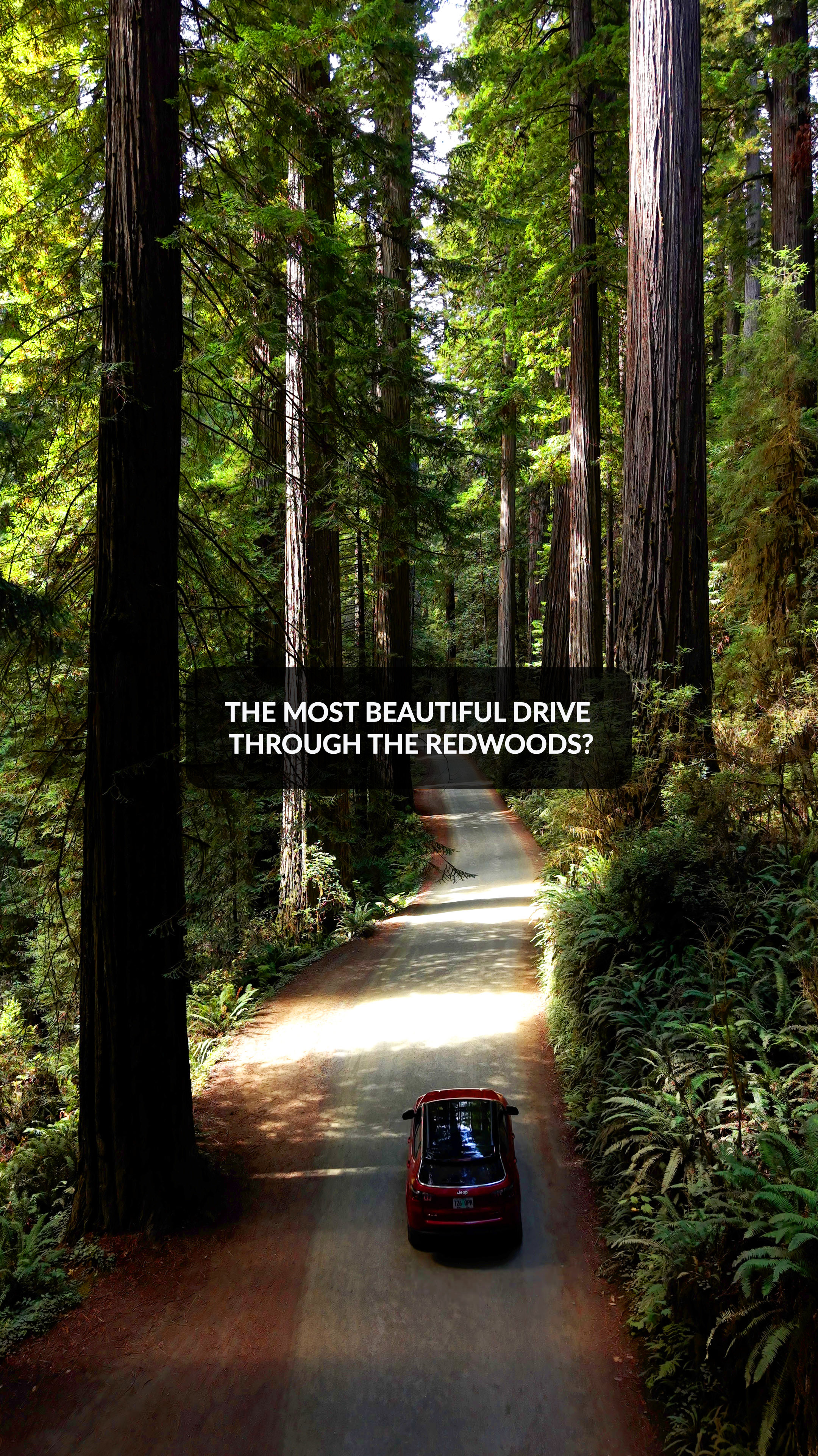 Scenic Drive Through California's Redwood Forests