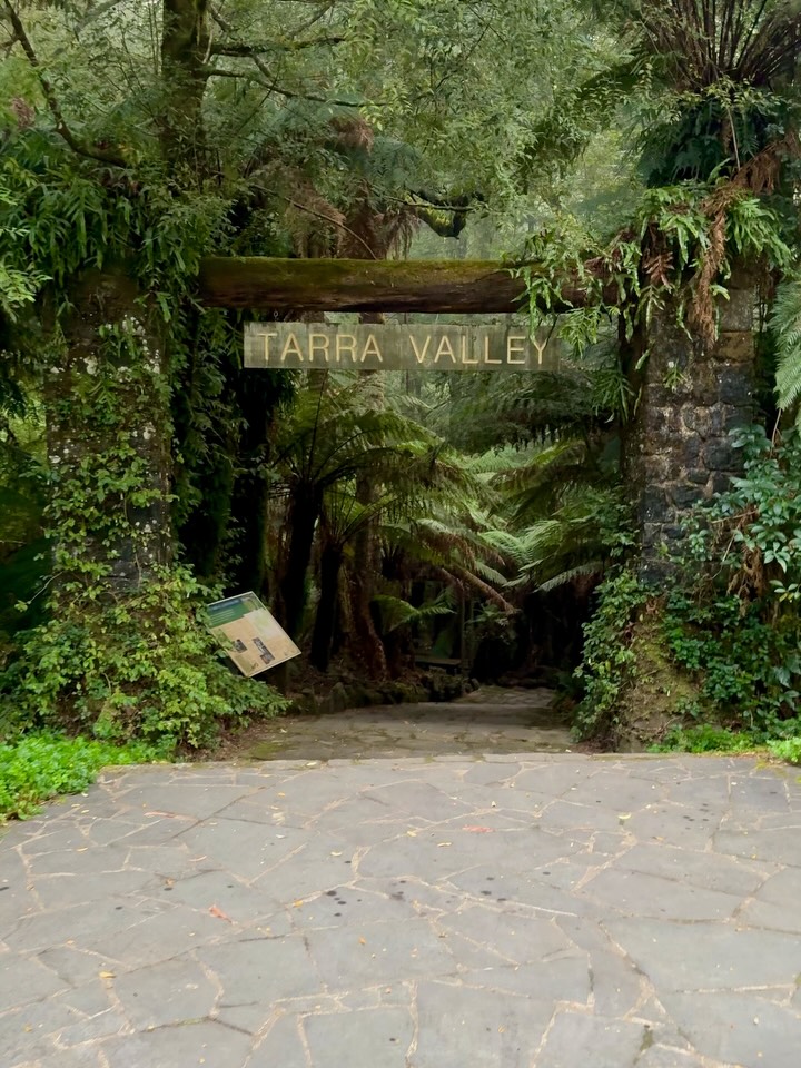 Tarra-Bulga National Park's Waterfalls And Hiking Trails