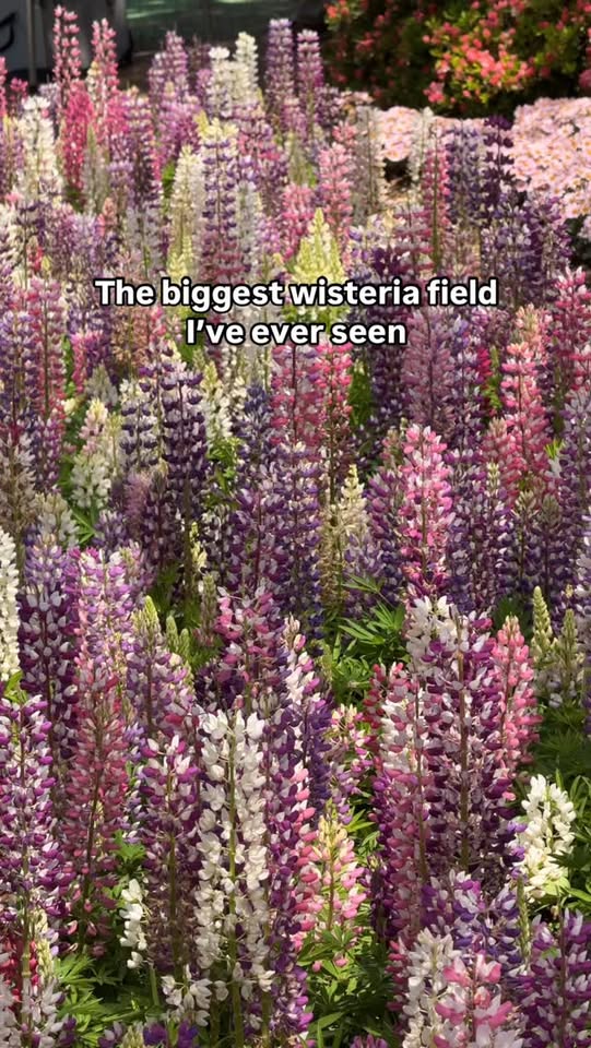 Ashikaga Flower Park's Expansive Wisteria Display