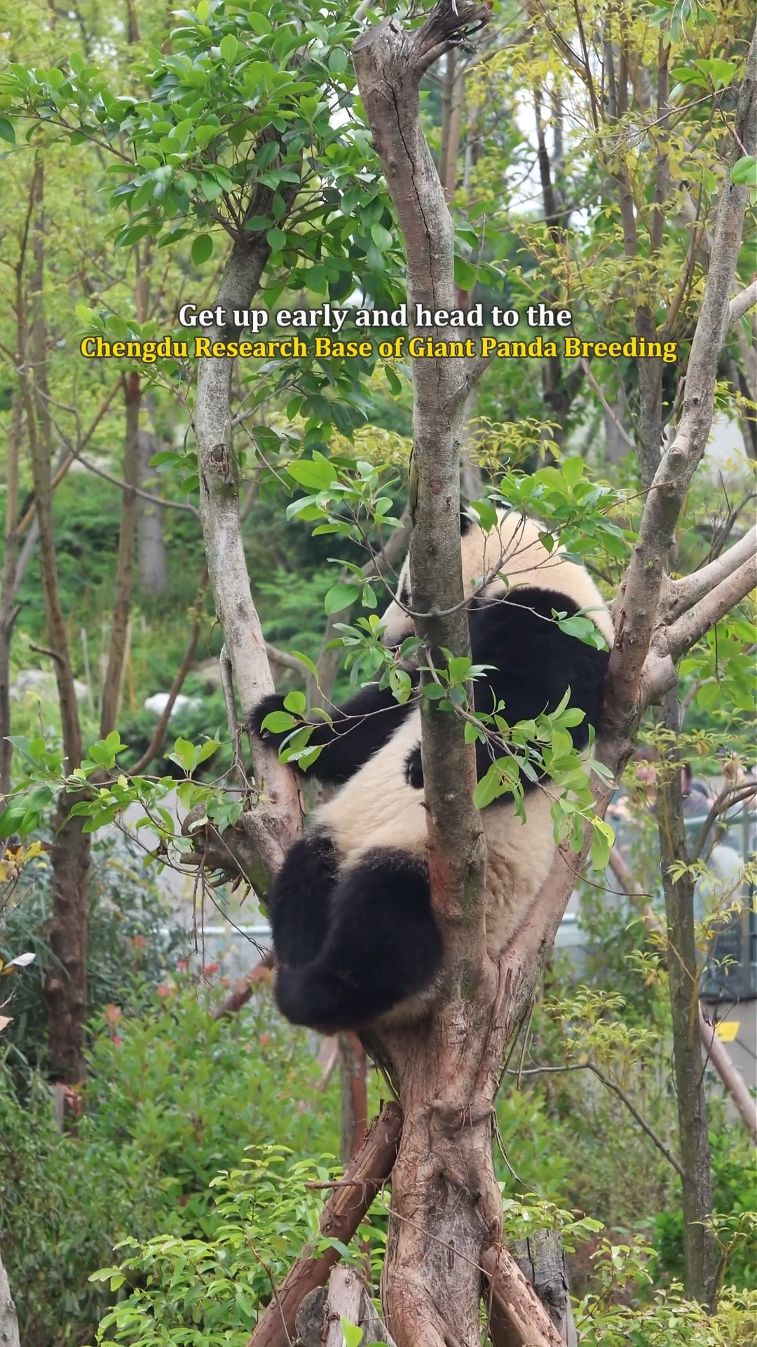 Chengdu Attractions For Every Traveler