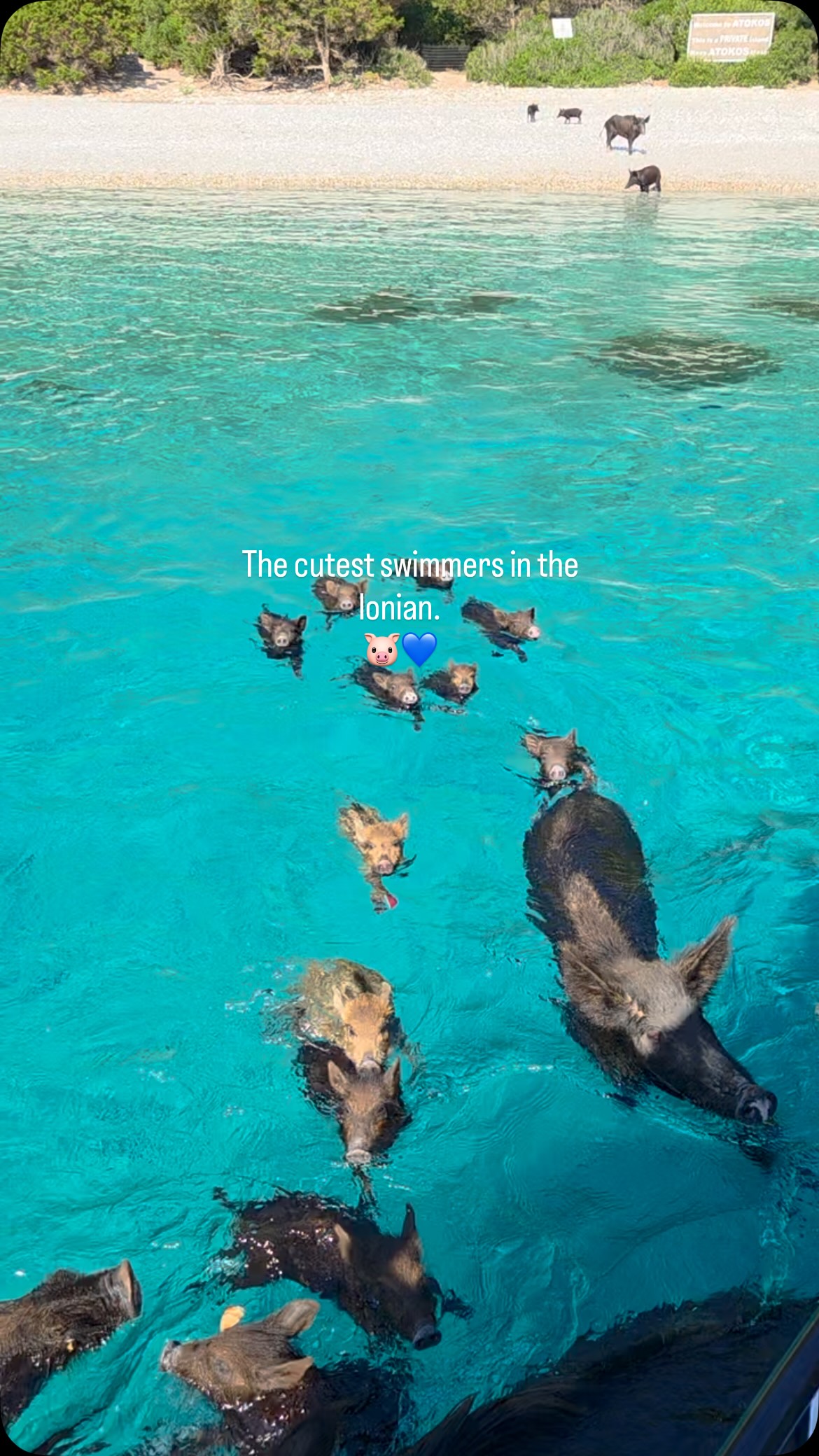 Atokos Island's Swimming Pigs