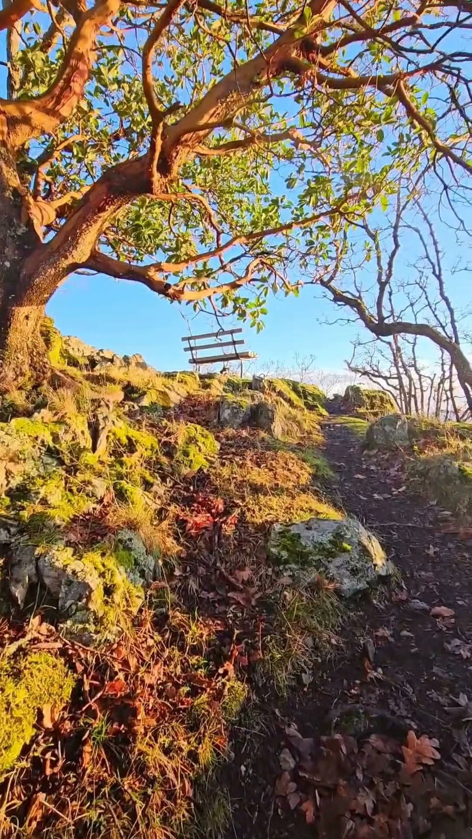 Vancouver Island's Natural Beauty Explored