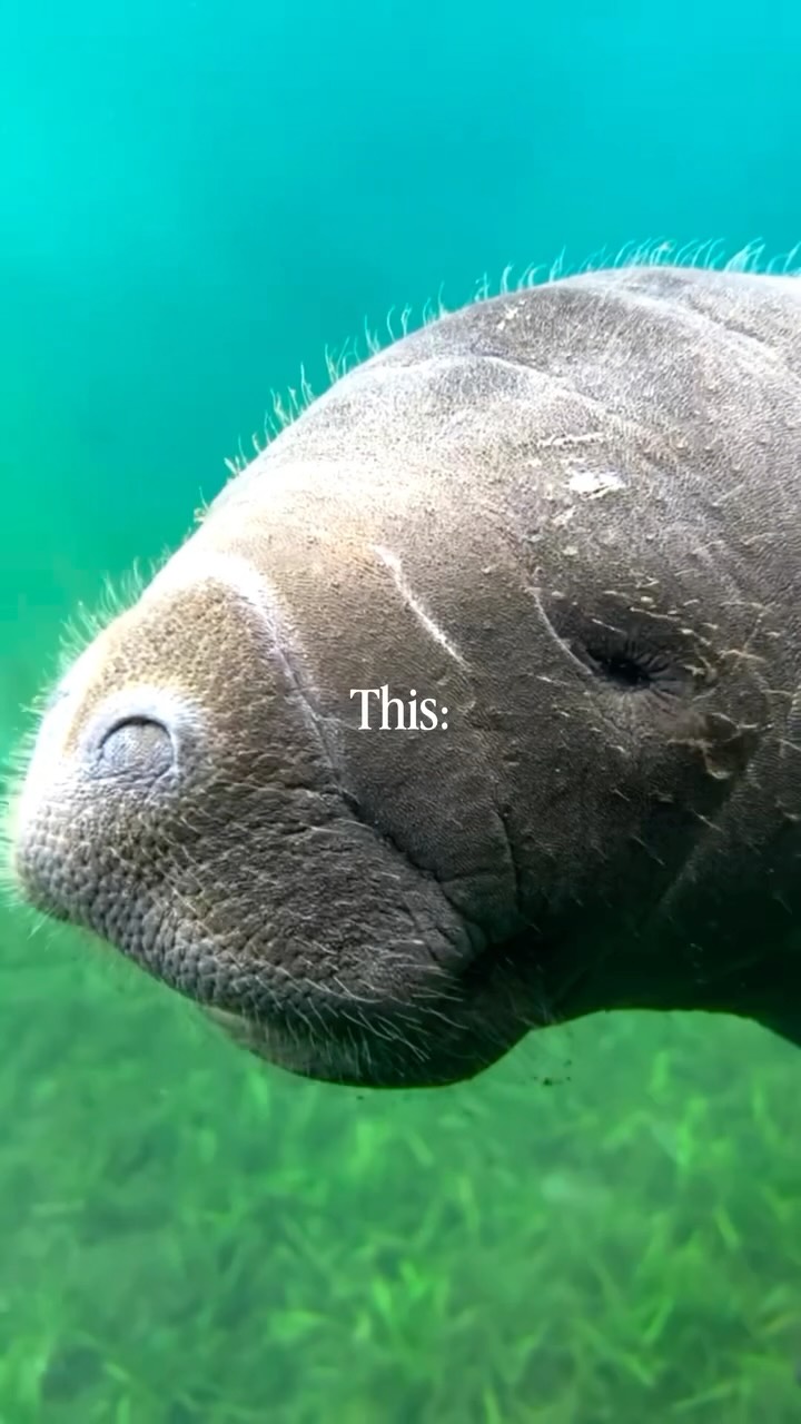 Kayaking Through Crystal Waters With Manatees