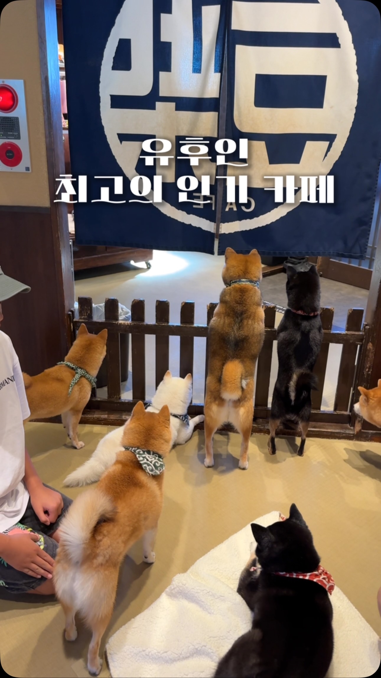Yufuin Shiba Inu Cafe: A Canine Delight