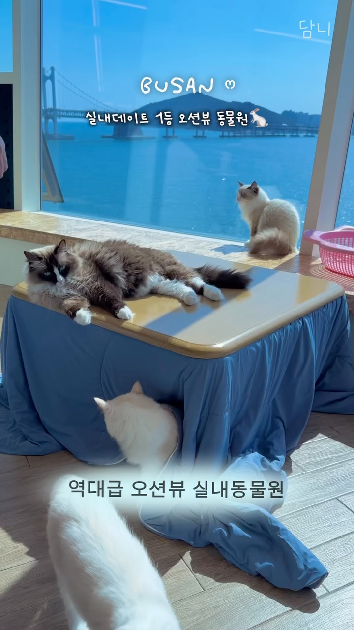 Animal Cafe by Gwangalli Beach