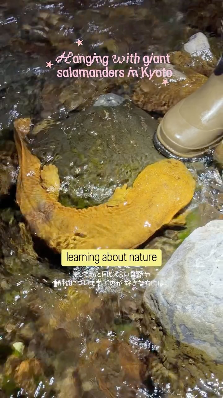 Kyoto Night Adventure Spotting Giant Salamanders
