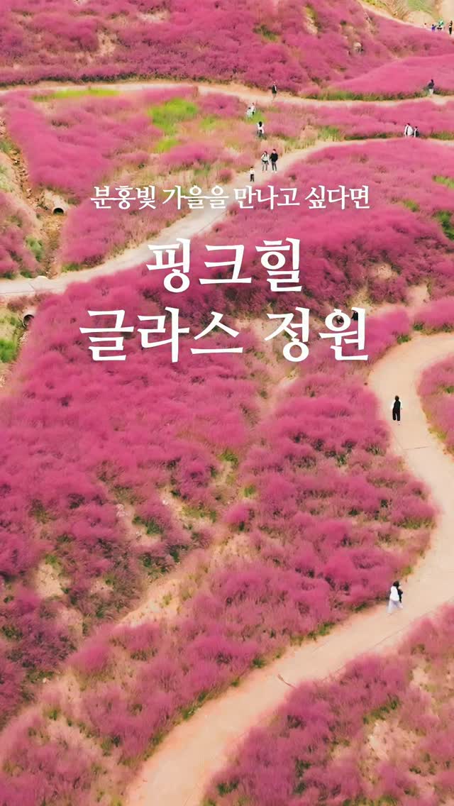 Goesan Pink Hill Glass Garden's Autumn Muhly Grass