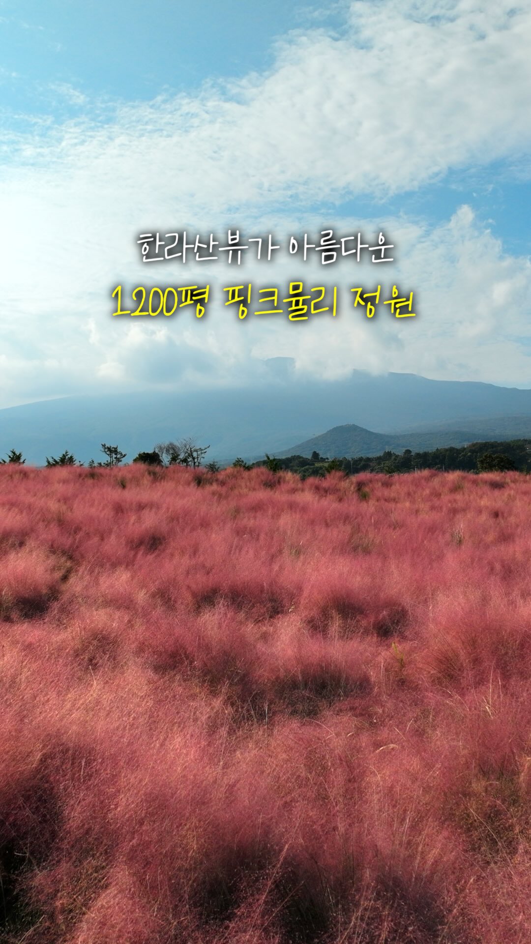 Jeju's Hueree Park Features Pink Muhly and Autumn Flowers