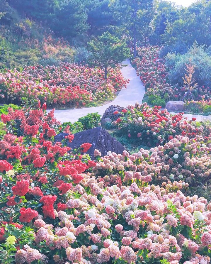 Hwangmaesan County Park Hydrangea Garden