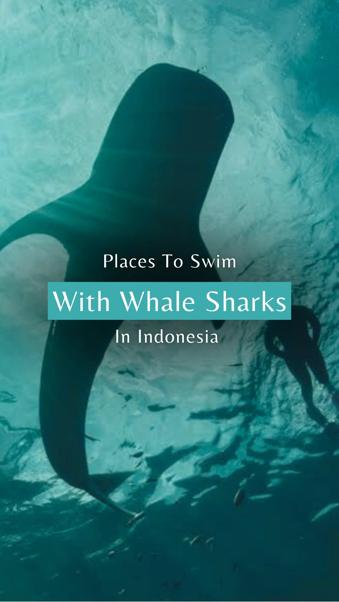 Indonesia's Best Spots For Swimming With Whale Sharks