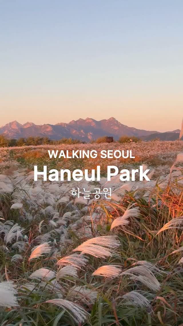 Seoul's Haneul Park Offers Autumn Silver Grass Views