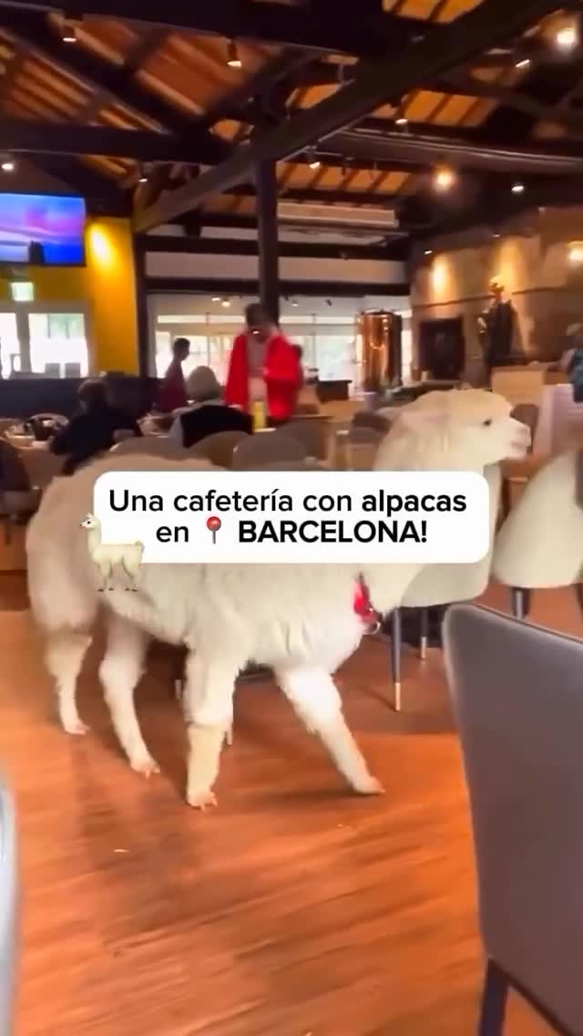The Llama's Unique Charm