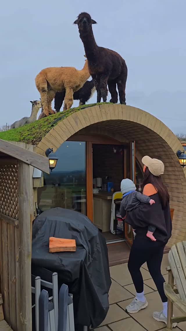 Underground Hobbit House Stay With Alpaca Neighbors