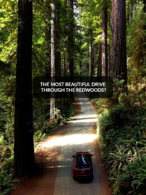 Drive Through Ancient California Redwood Forests