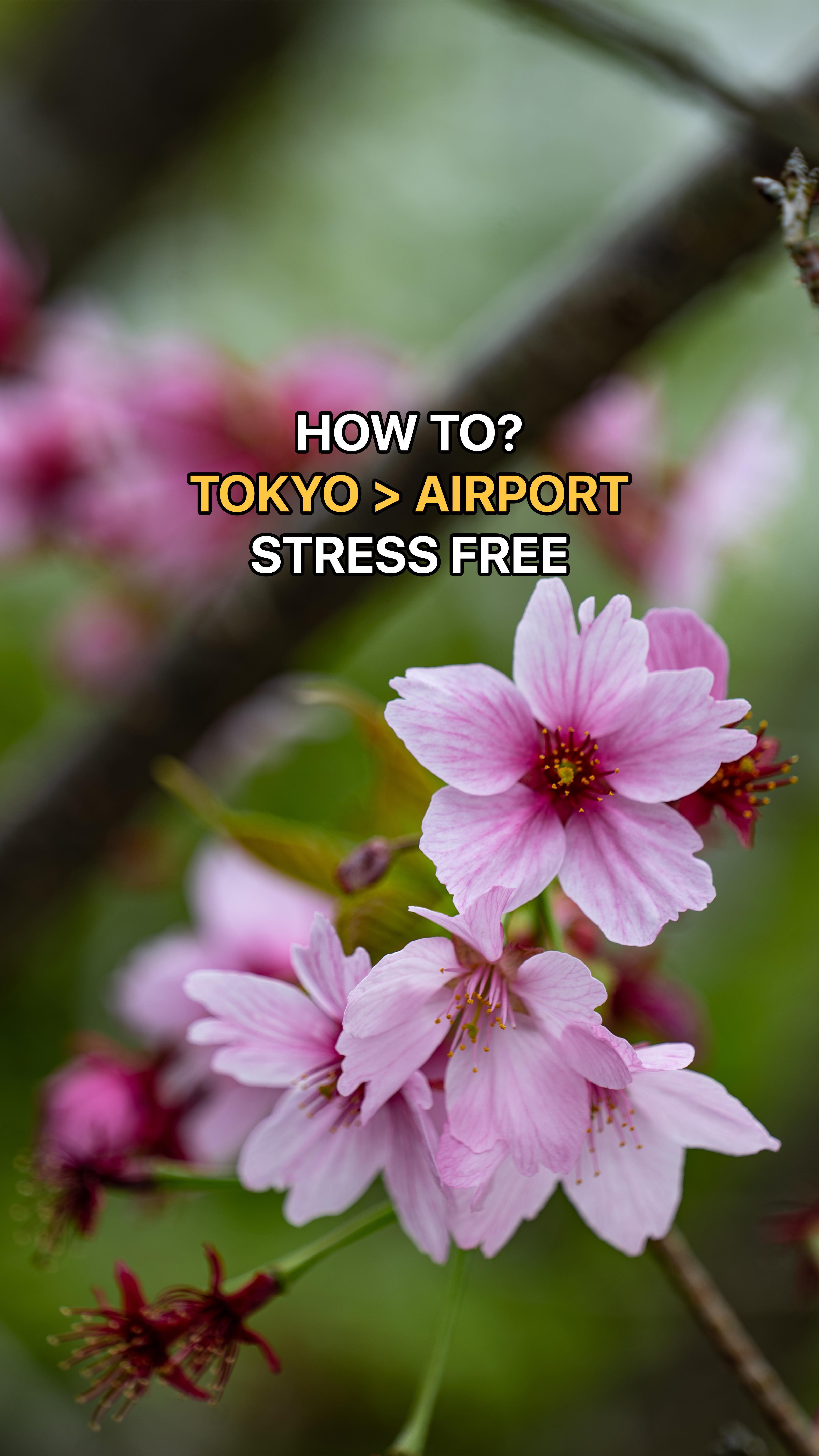 Tokyo Airports Limousine Bus Travel Guide