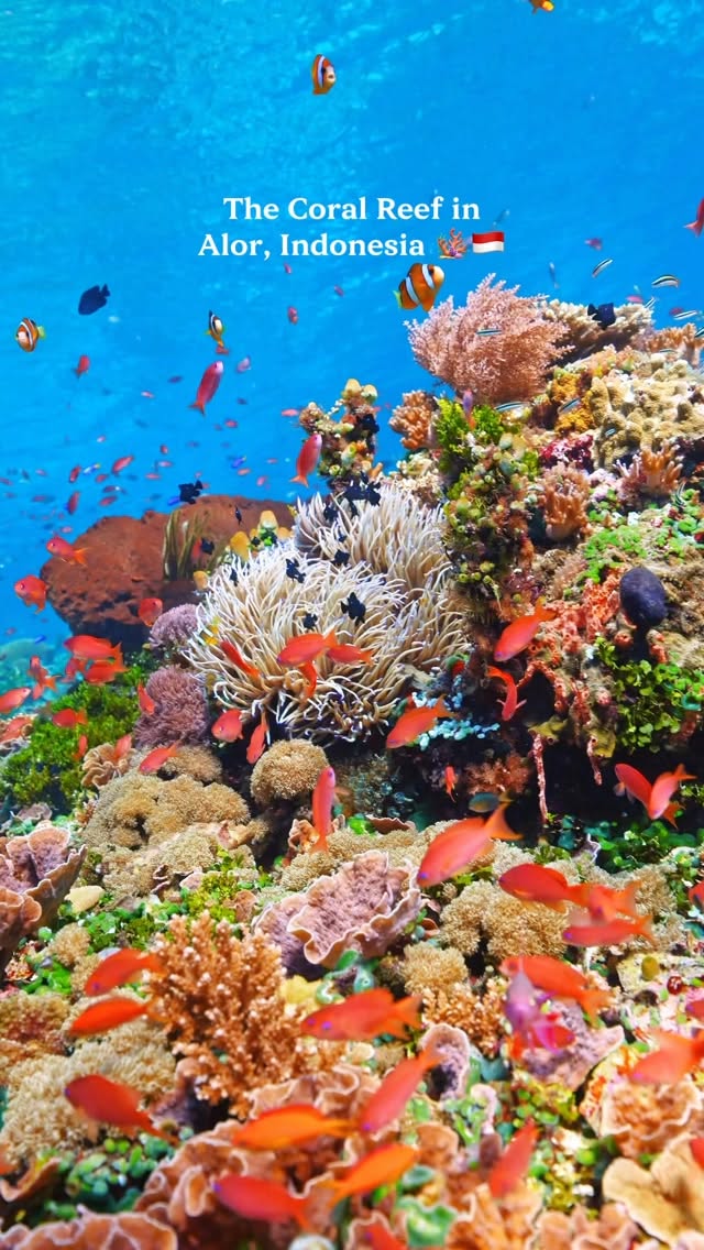 Alor Island's Vibrant Coral Reefs
