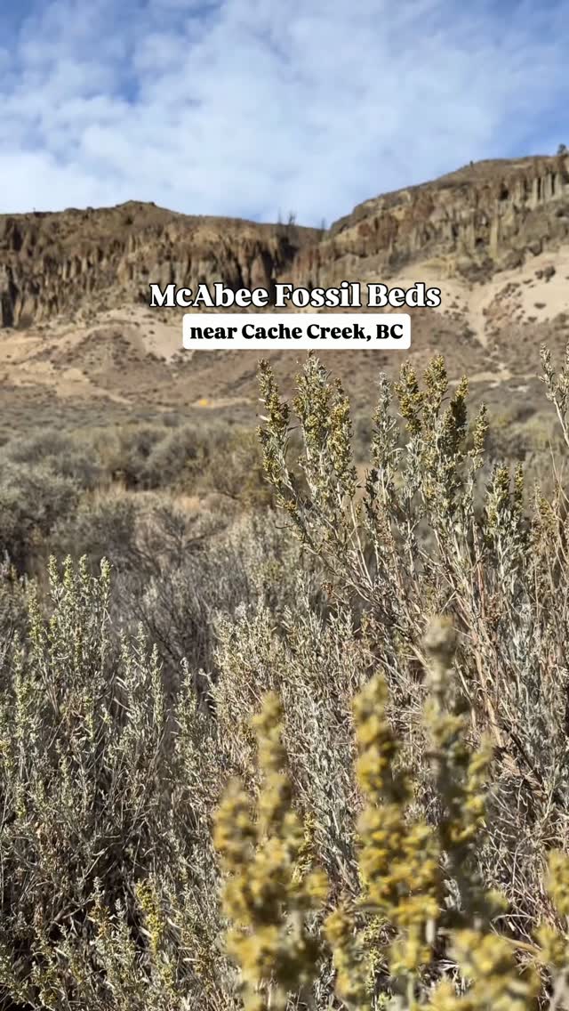 McAbee Fossil Beds: A Prehistoric Road Trip