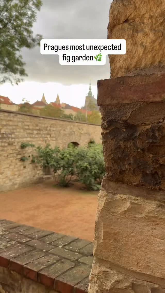 Prague's Royal Garden Fig Tree Haven
