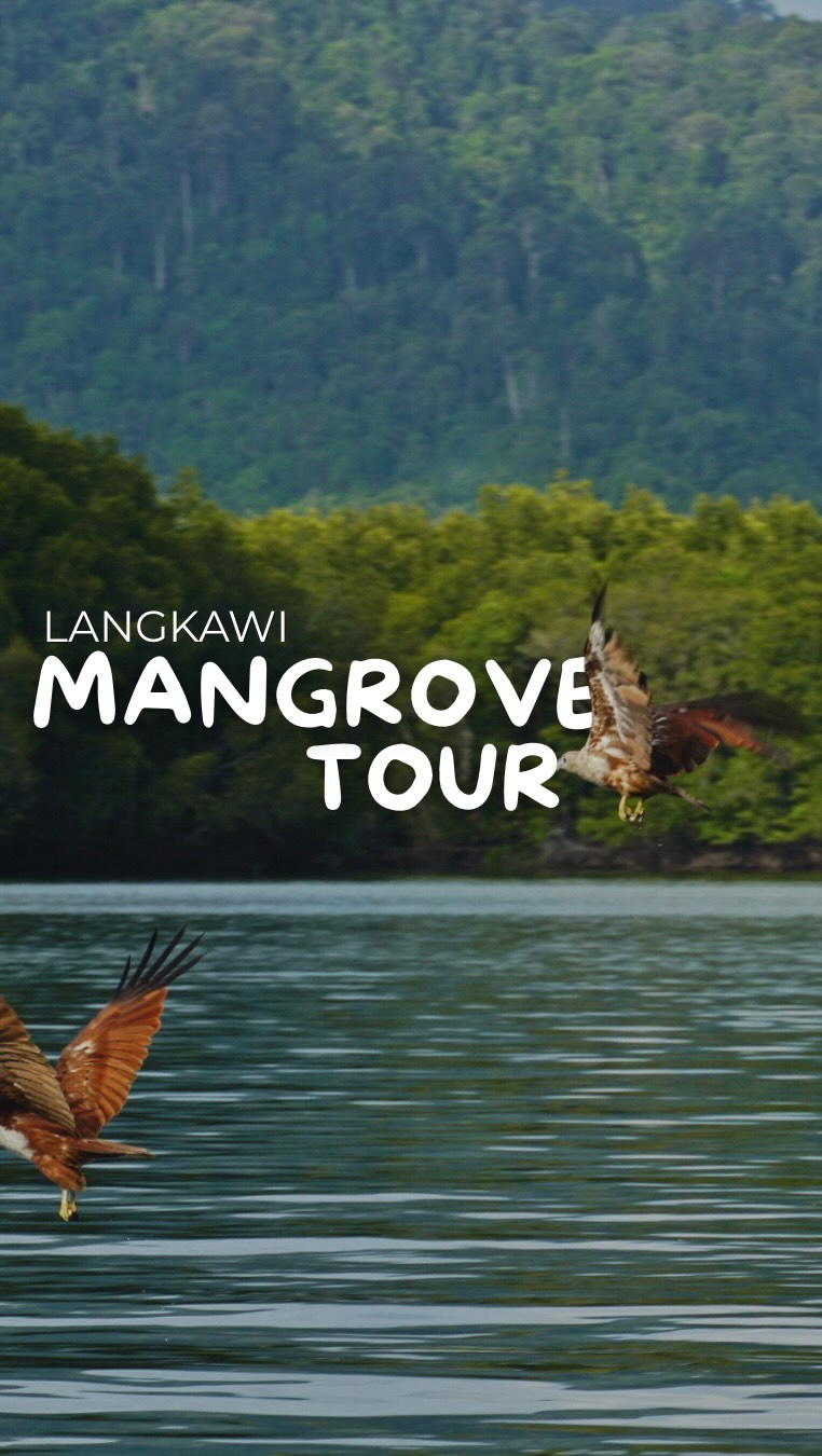 Langkawi Boat Tour: Mangroves, Monkeys, Eagles, Beaches