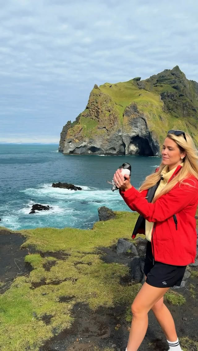 Puffling Season Tradition in Vestmannaeyjar
