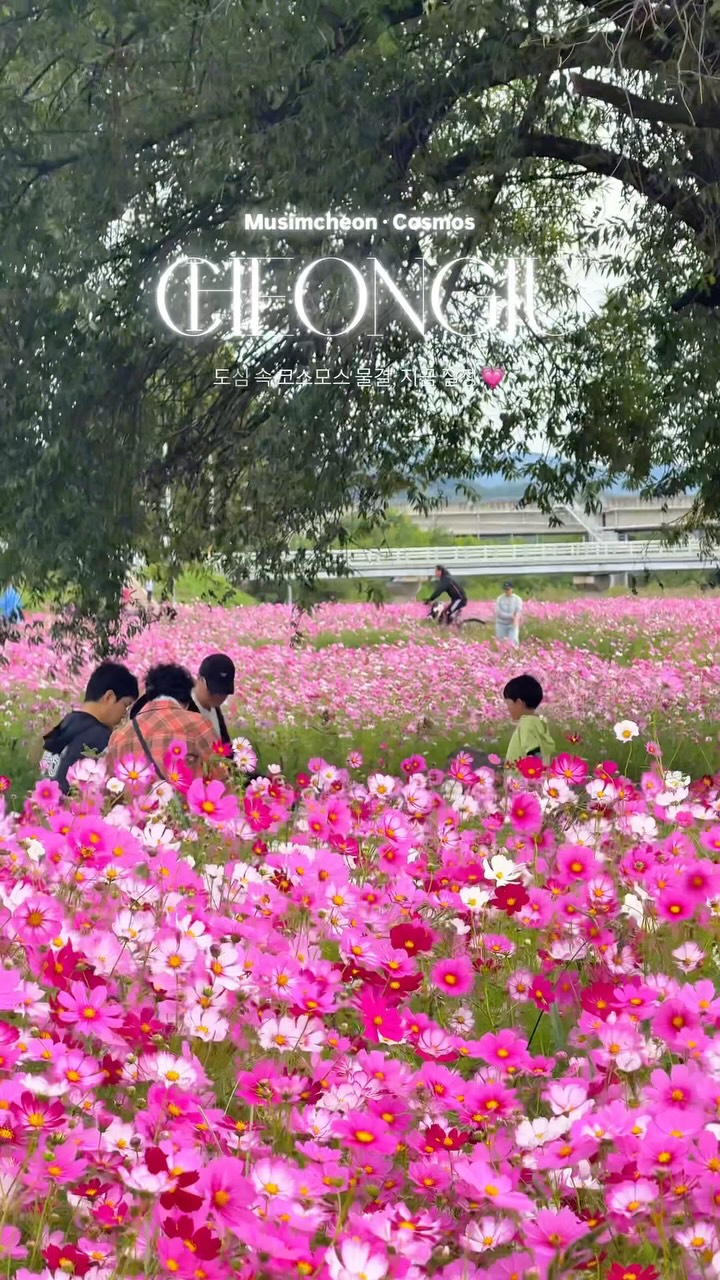 Cosmos Fields Near Cheongju Agricultural Center