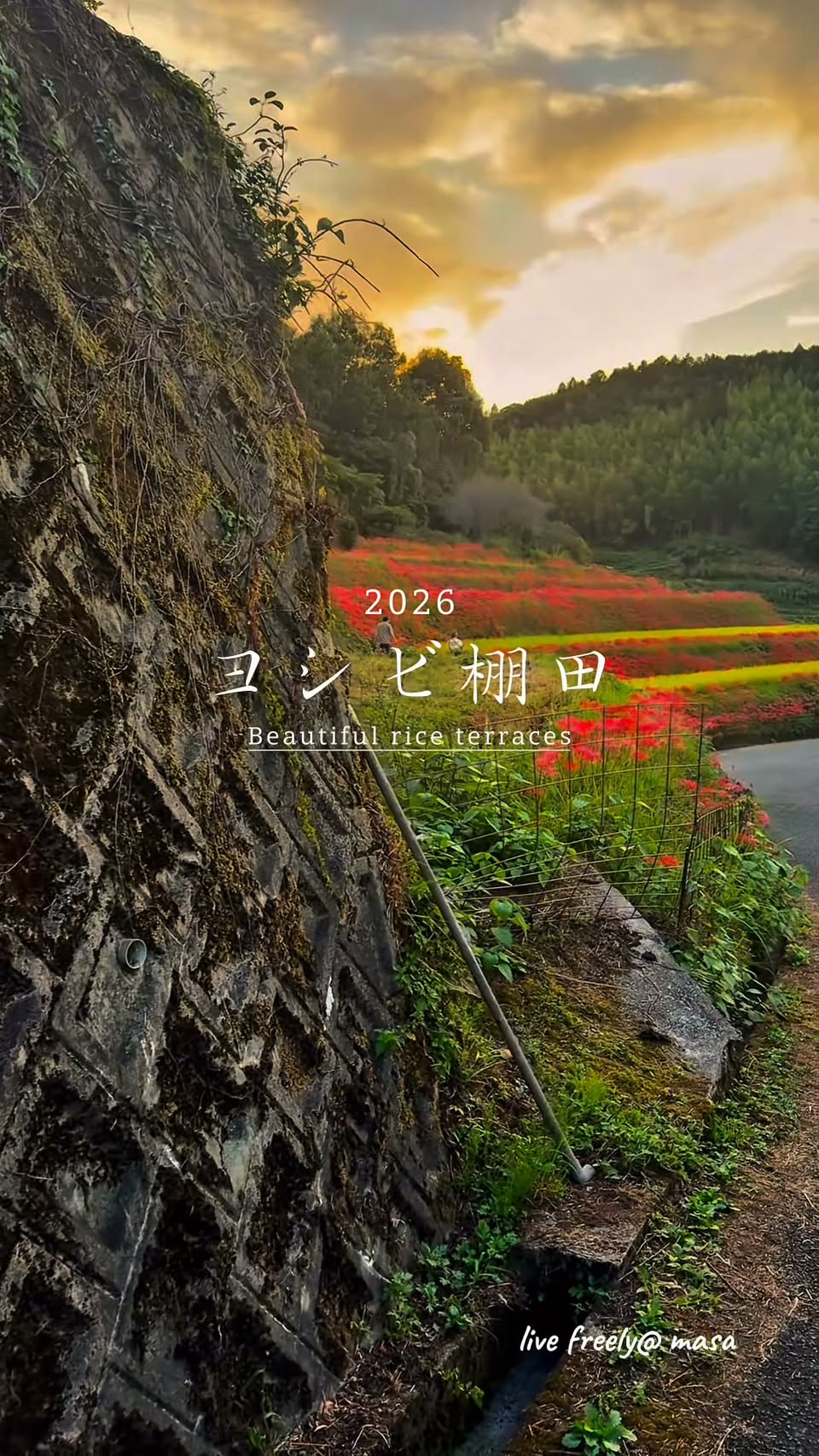 Beautiful Rice Terraces Adorned With Flowers