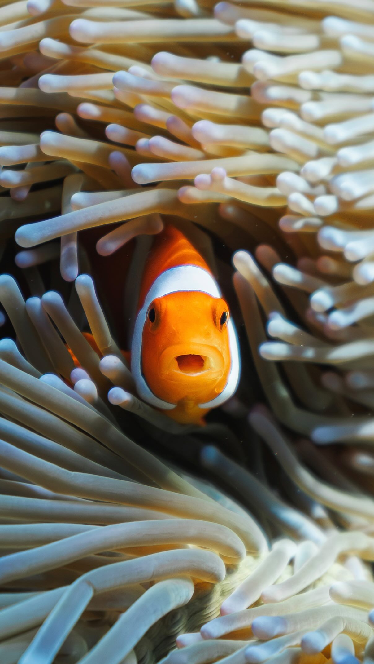 Raja Ampat Islands: Marine Life, Viewpoints, Culture