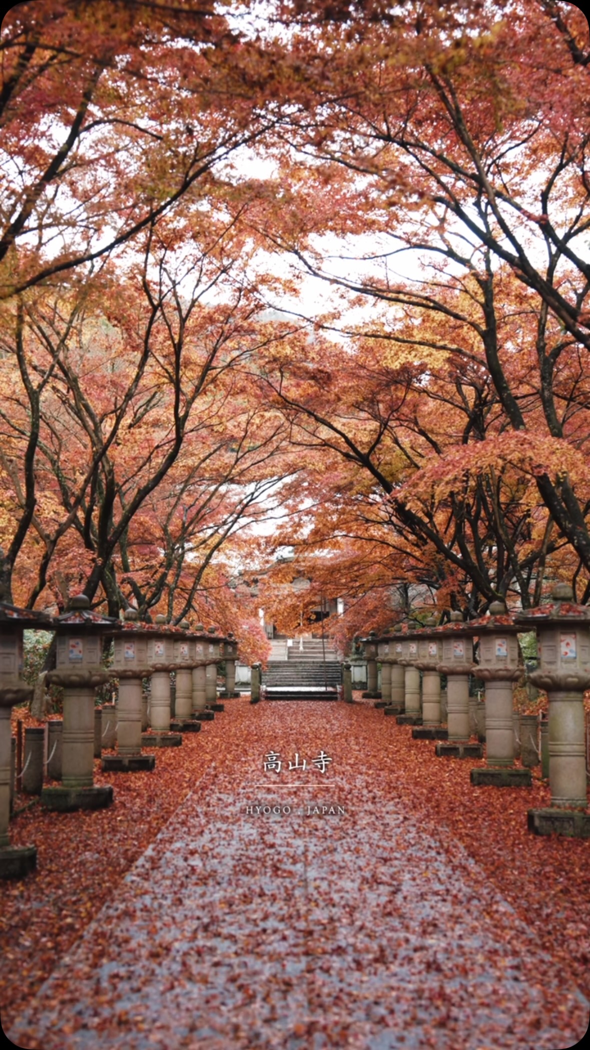 Kōzan-ji Temple Autumn Colors Video