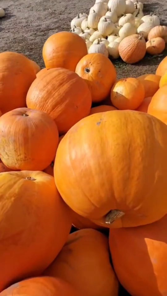 Ontario Fall Bucket List Featuring Farms and Cafes