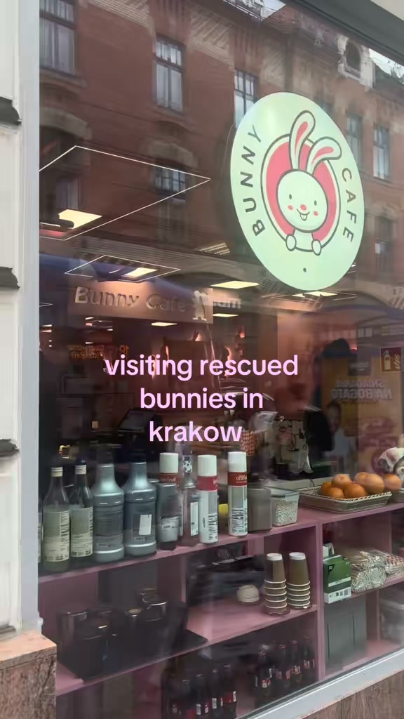 Krakow Bunny Cafe Offers Rescued Companions