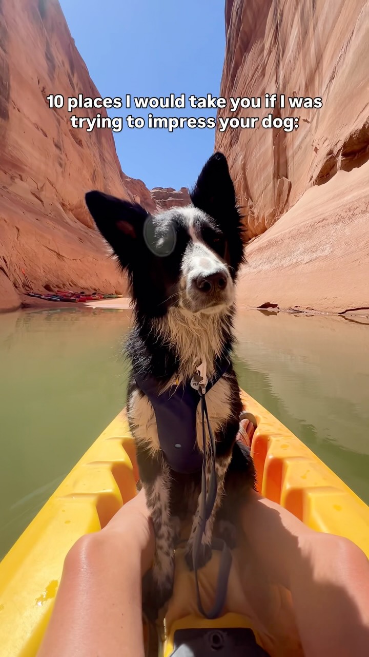 Unique Dog-Friendly US Travel Experiences