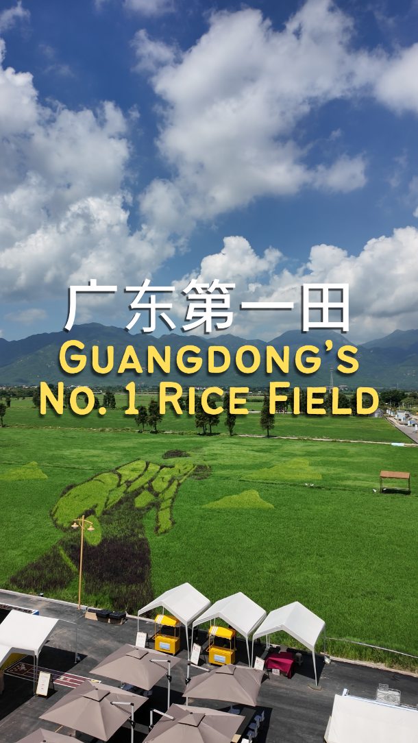 Taishan Museum and Shihua Park Rice Field Views