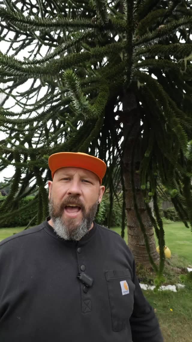 Vancouver Island's Monkey Puzzle Tree Trail