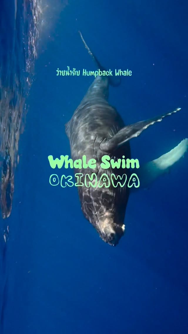 Okinawa Whale Watching Adventures