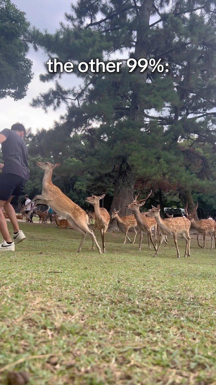 Nara Park Deer Behavior With Biscuits